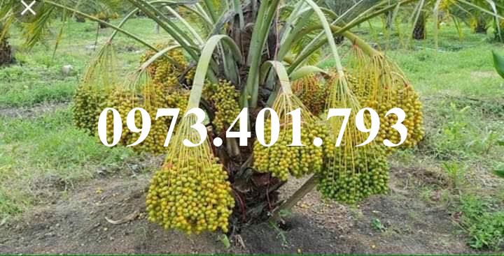 Cây giống  chà là